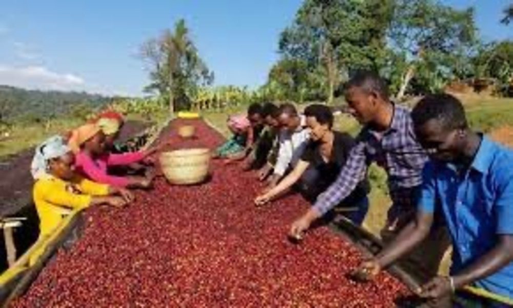 Etiopía: Exportaciones de café generan 500 millones de dólares