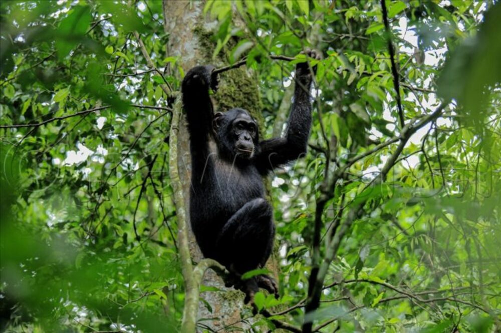 Uganda: un bebé de tres meses muere tras ataque de chimpancé