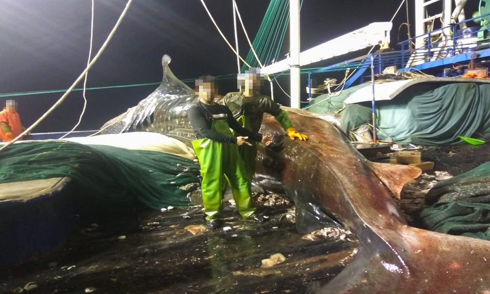 Pesca ilegal: 15 países se comprometen a reforzar la transparencia