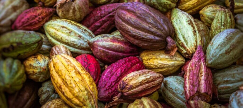 Cacao: Abiyán y Acra armonizan sus precios