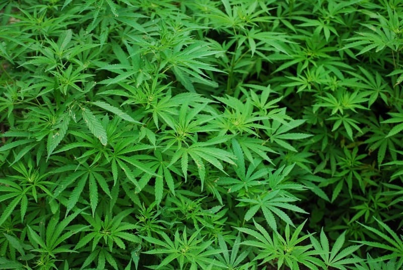 Un tribunal de Kenia rechaza la legalización del cannabis
